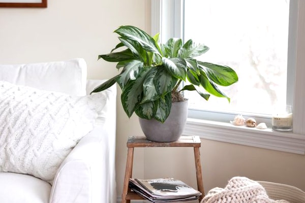 قلمه زدن آگلونما